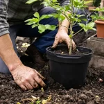 Jardin en avril : plantez ces 7 fruits maintenant pour des années de récoltes maison généreuses