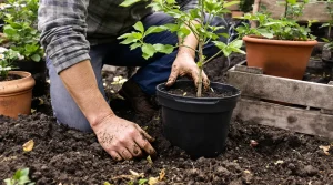 Jardin en avril : plantez ces 7 fruits maintenant pour des années de récoltes maison généreuses